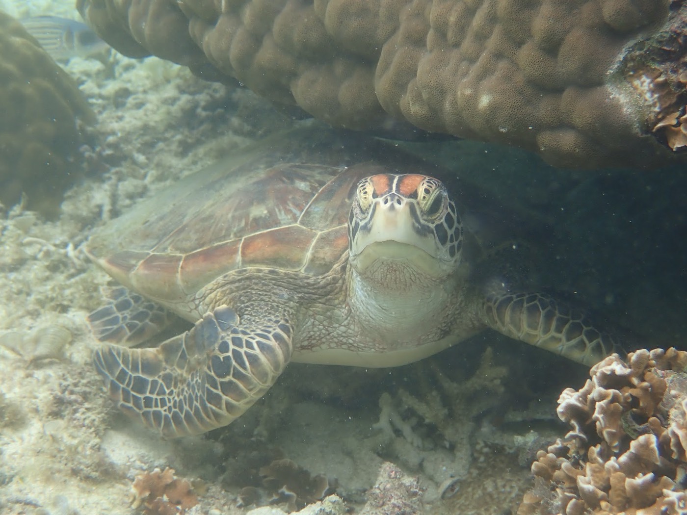 海底の岩陰で休んでいるウミガメが、こちらを見ている