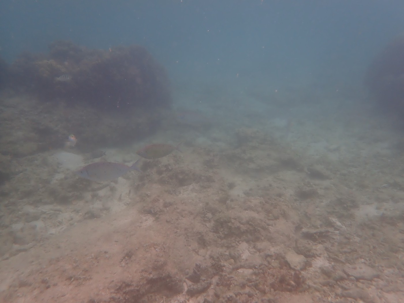 自然体験シュノーケルで紹介する沖縄の海の様子
