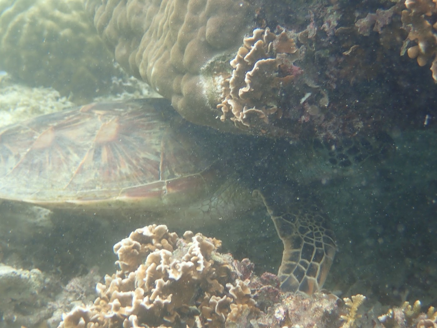 海中でサンゴ礁の陰に隠れるウミガメの甲羅とひれ