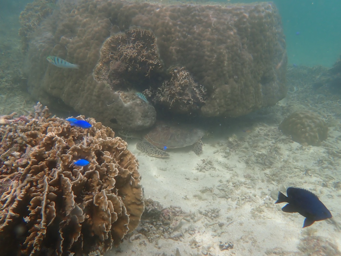 水底のサンゴ礁のそばで休むウミガメと青い小魚