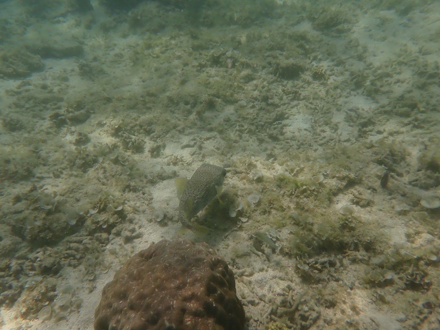 海底のサンゴ礁の合間を泳ぐブダイの参加者