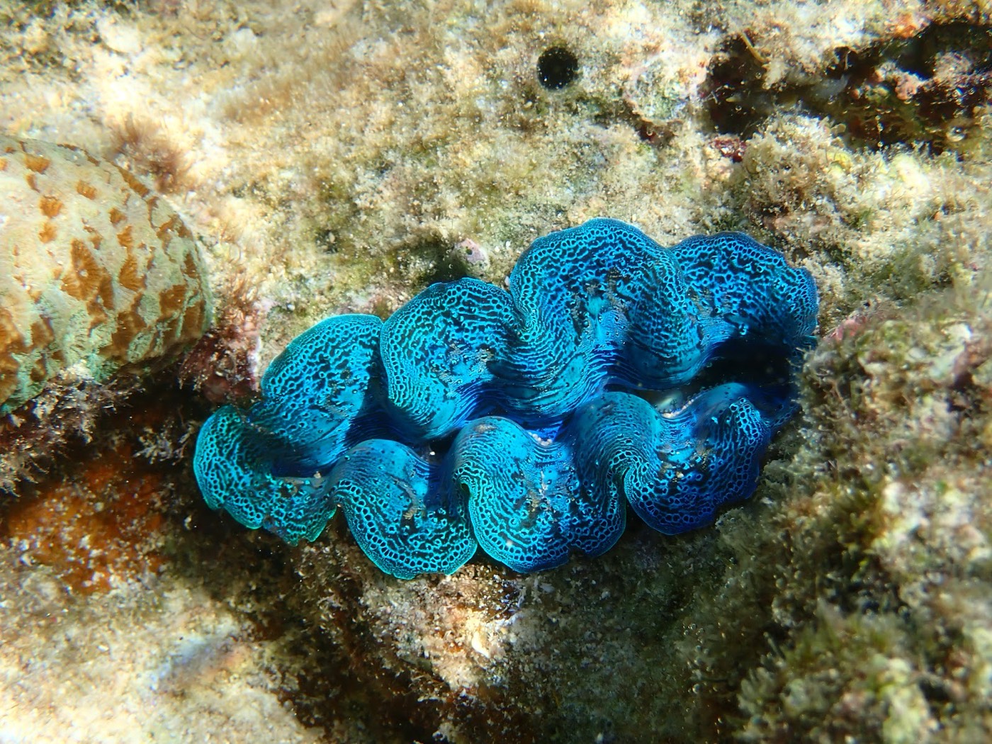 海底に置かれた、鮮やかな青と黒の模様を持つシャコガイのクローズアップ
