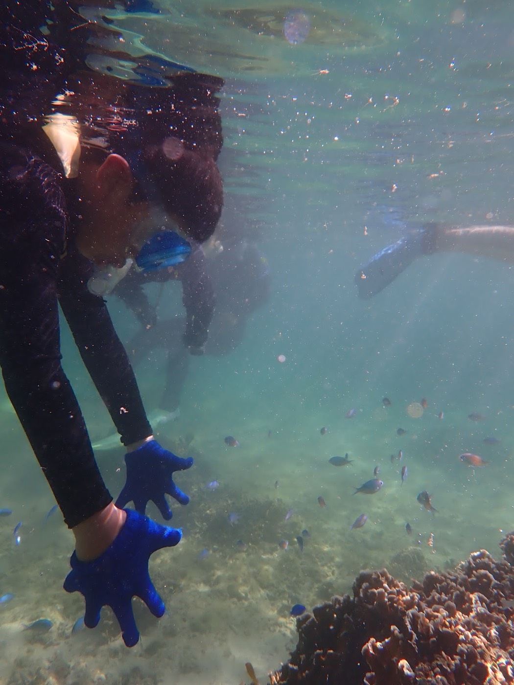 自然体験シュノーケルで水中の魚たちを観察する参加者