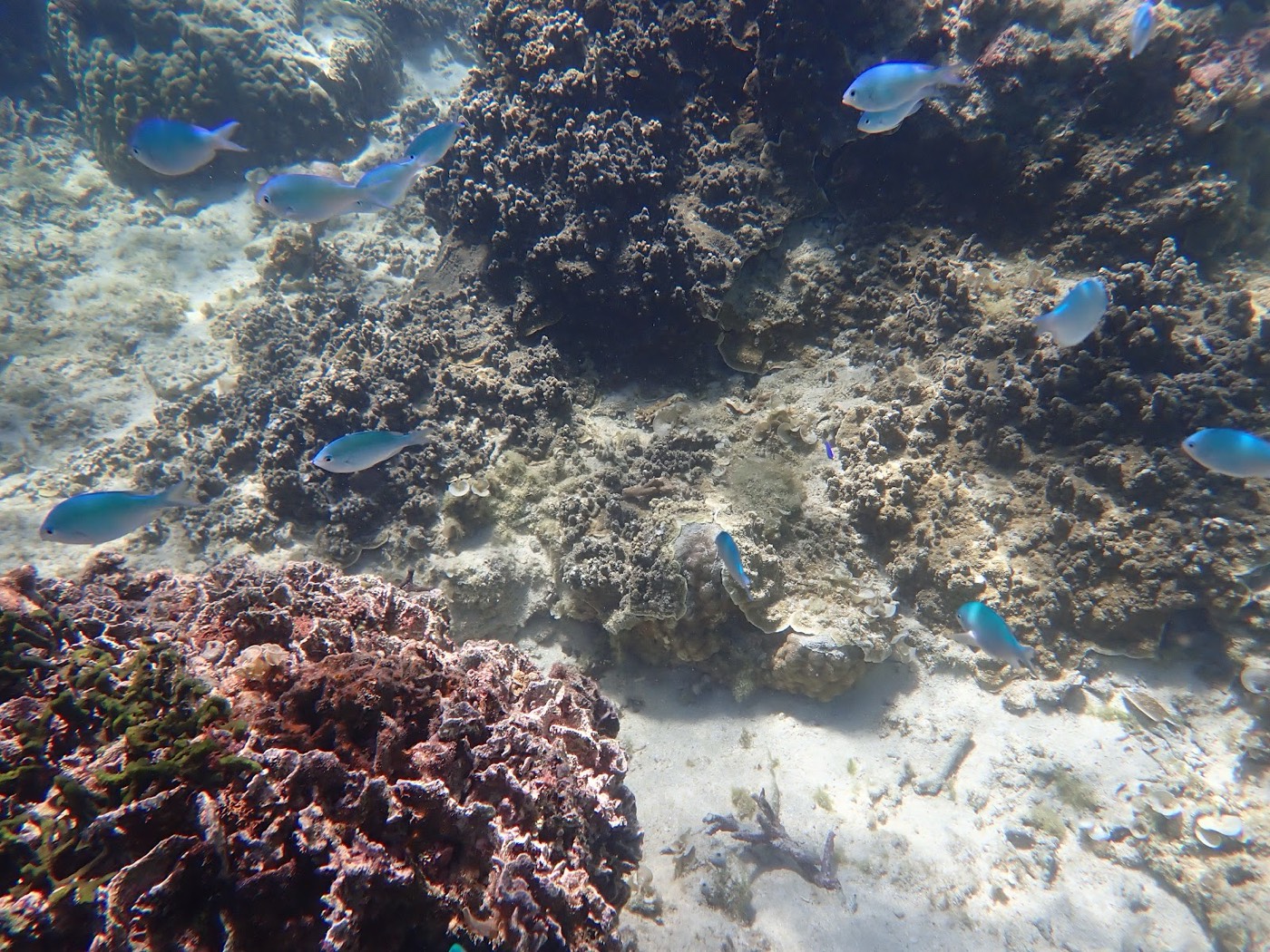 海底のサンゴ礁を泳ぎ回る青い魚たち