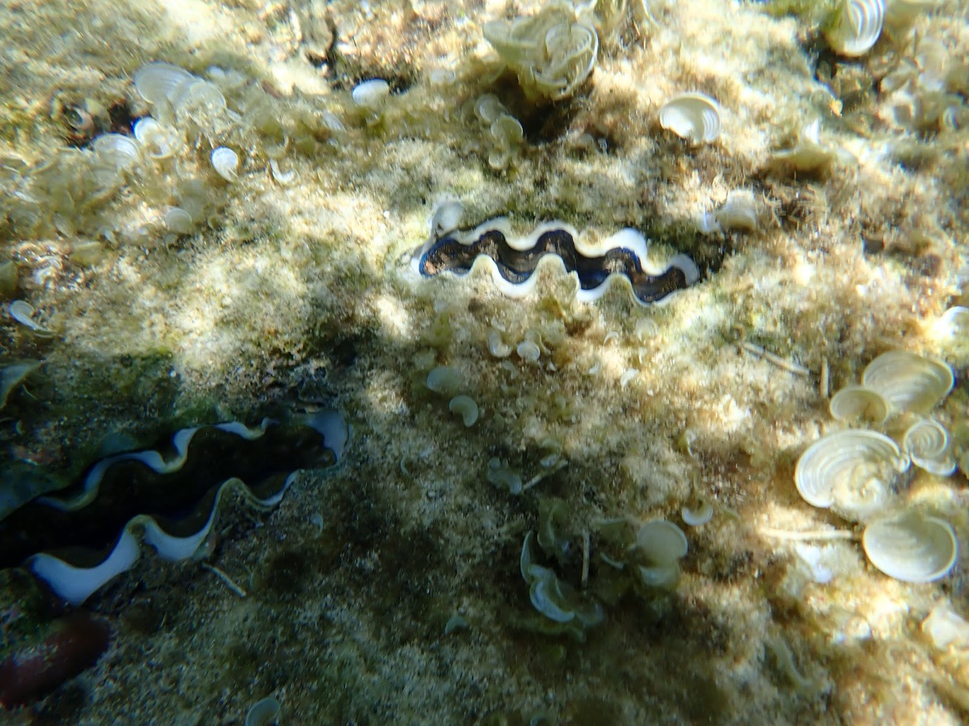 海底の砂地に潜むシャコガイと周囲の海草