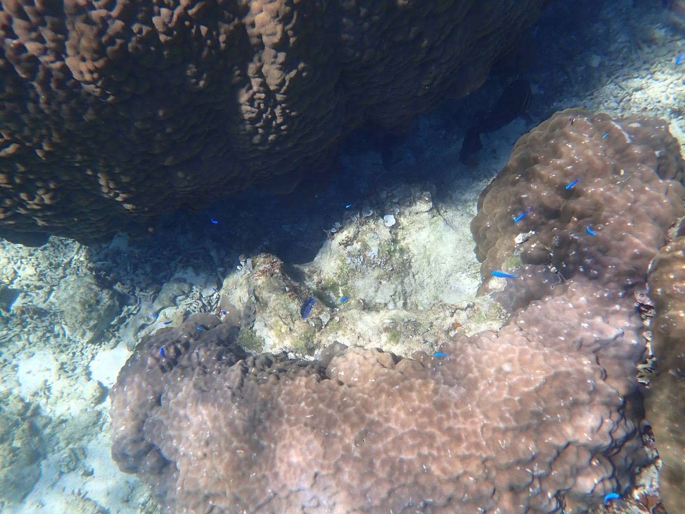 複雑な形のサンゴ礁の間に群れる小さな青い魚