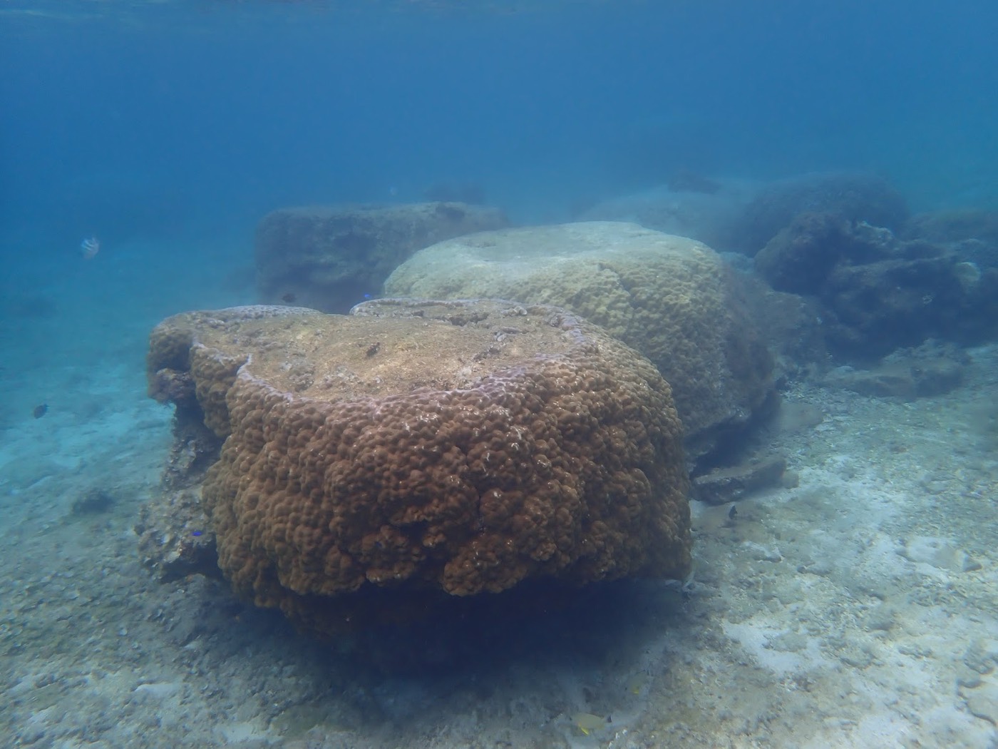 天然水族感で紹介する、海底に横たわる複数のサンゴ礁と砂地が広がる海中景観。天然水族館