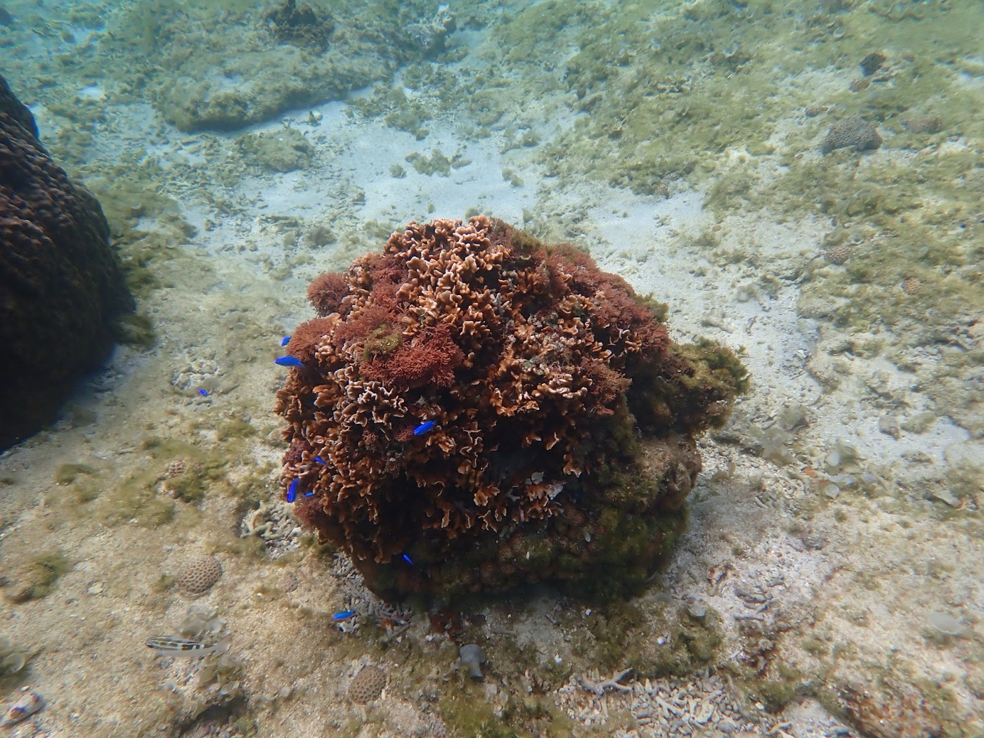 海底に生い茂る赤いサンゴの周りを泳ぐ小さな魚たち