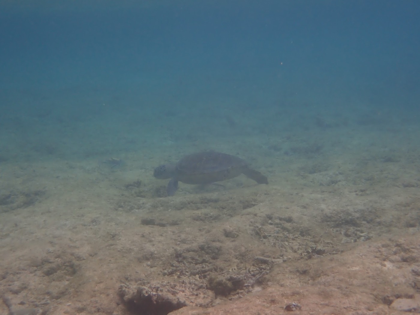 自然体験シュノーケルで紹介する沖縄の海の様子