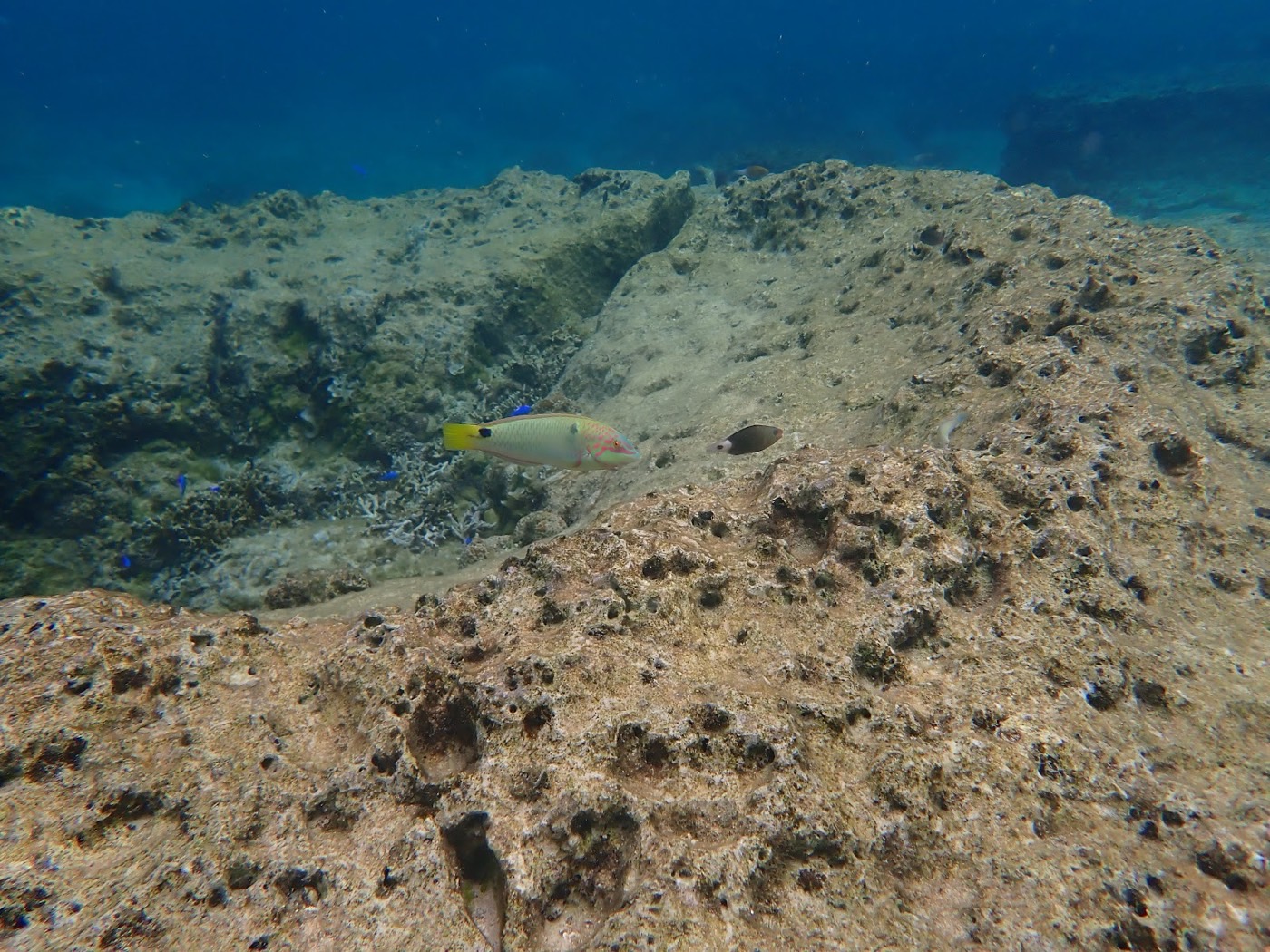 透き通った青い海中を、黄色い尾びれの魚と黒っぽい魚が一匹ずつ泳ぎ、海底の岩場には青い小魚が複数いる
