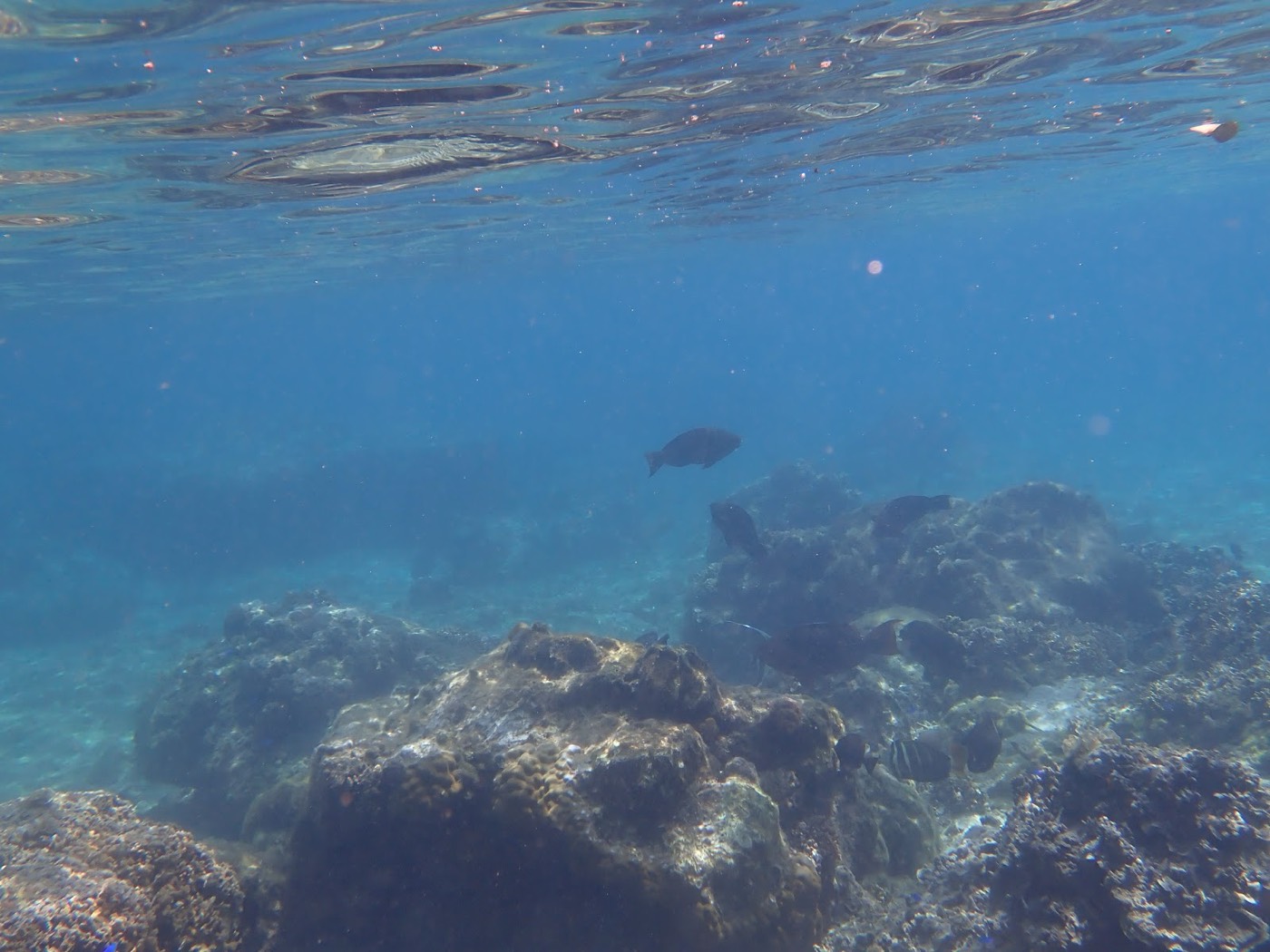岩陰にたたずむ魚と浅い海底の岩場が写る水中の様子