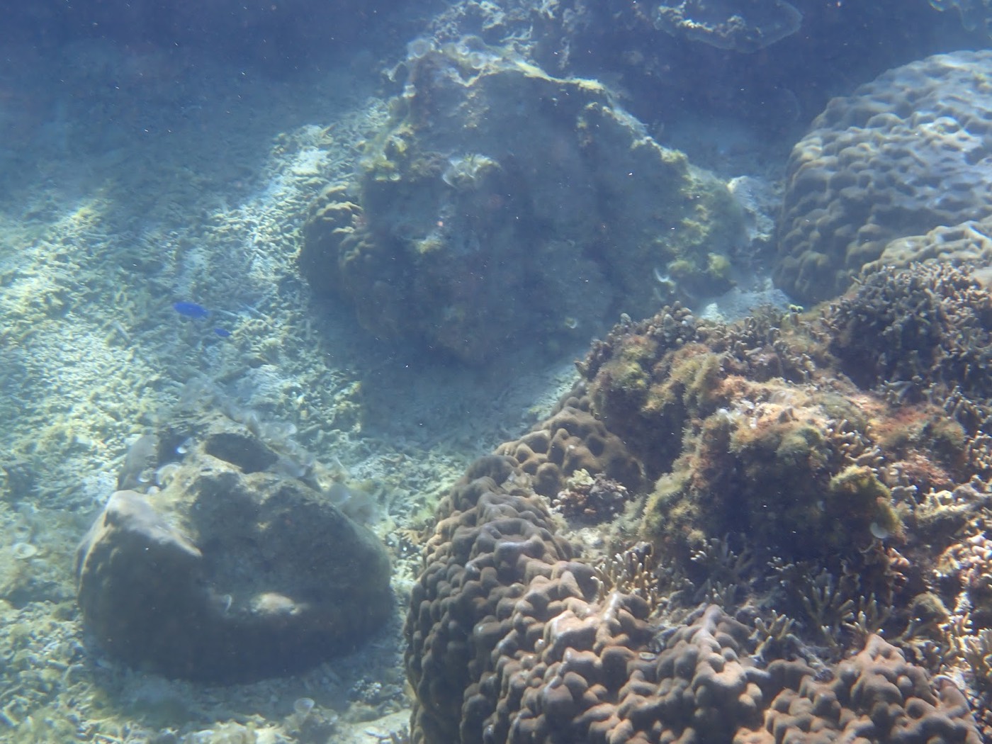 岩場とサンゴが点在する天然水族感のある浅い海底の景観
