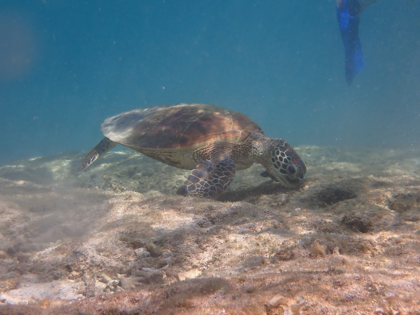砂地の海底近くを泳ぐウミガメのクローズアップ