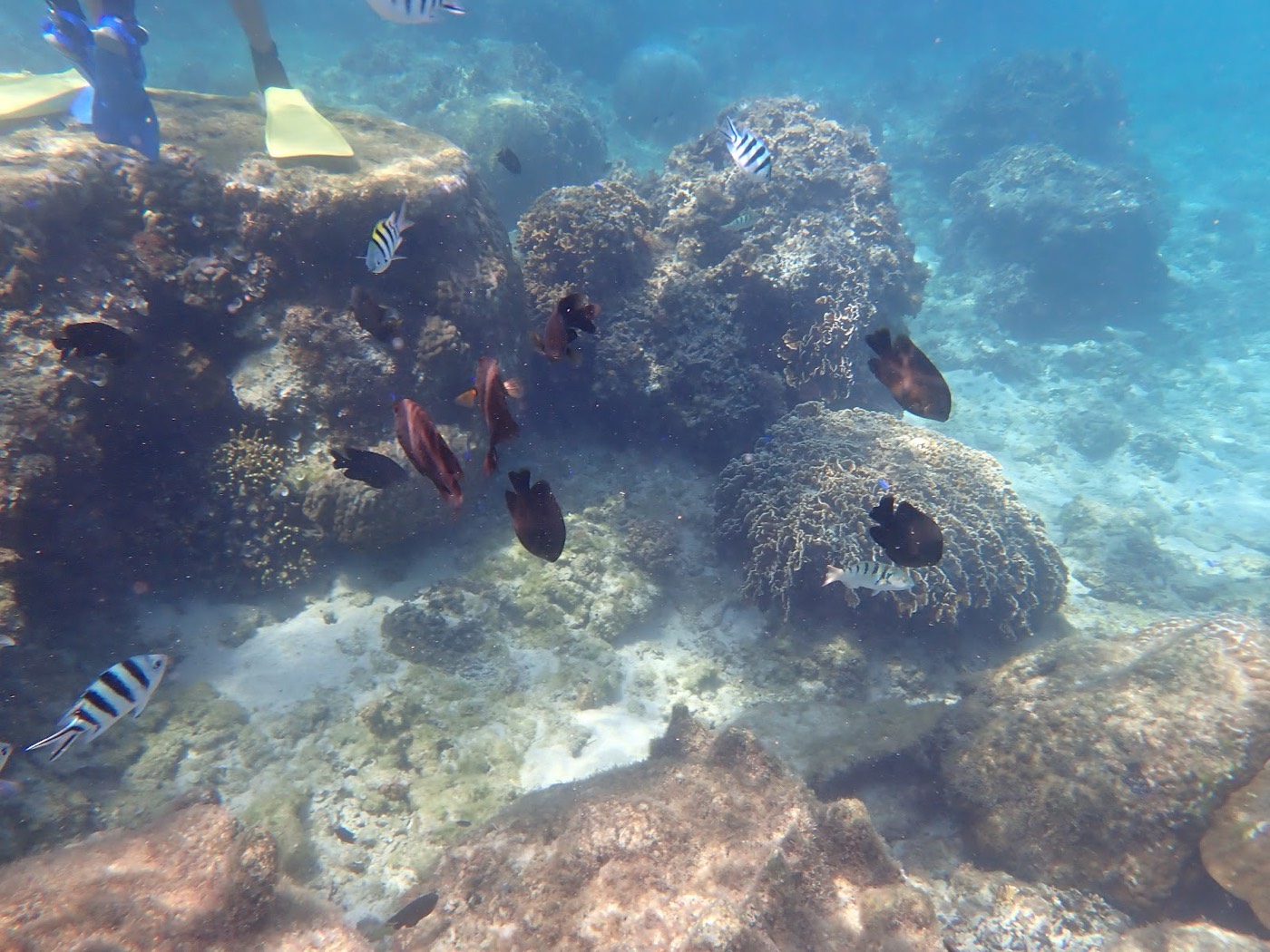 ビーチの浅瀬でガイドが子供にマスクを調整している天然水族感