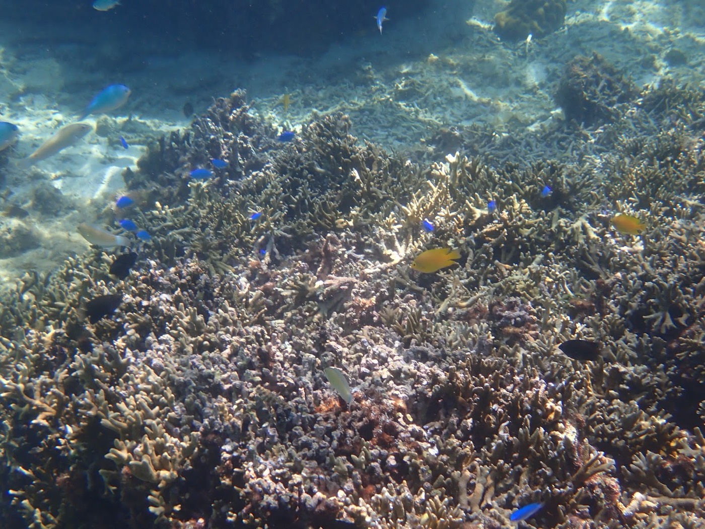 沖合のサンゴ礁と多数の魚が泳ぐ様子。水面が光を受けてきらめいている