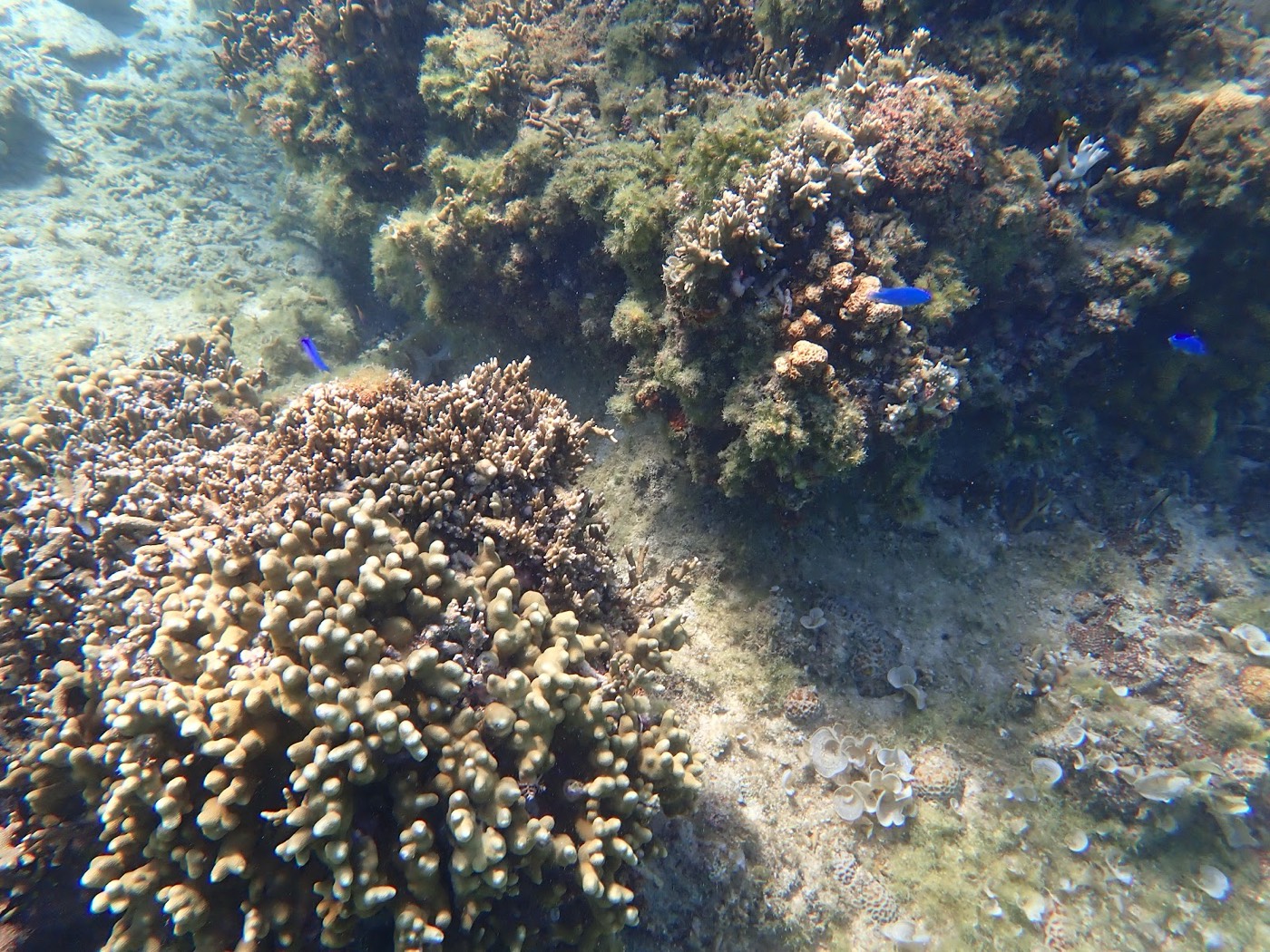 枝サンゴと青い魚が泳ぐ水中の様子