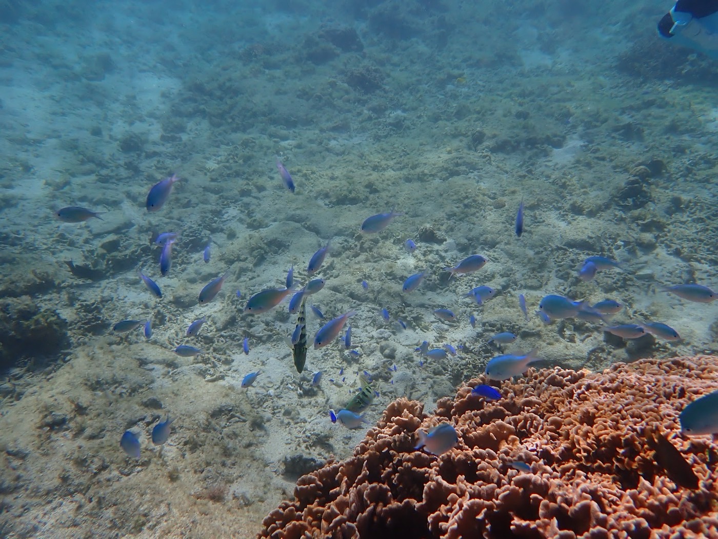 海底に広がるサンゴ礁の上を群れて泳ぐ小さな青い魚たち