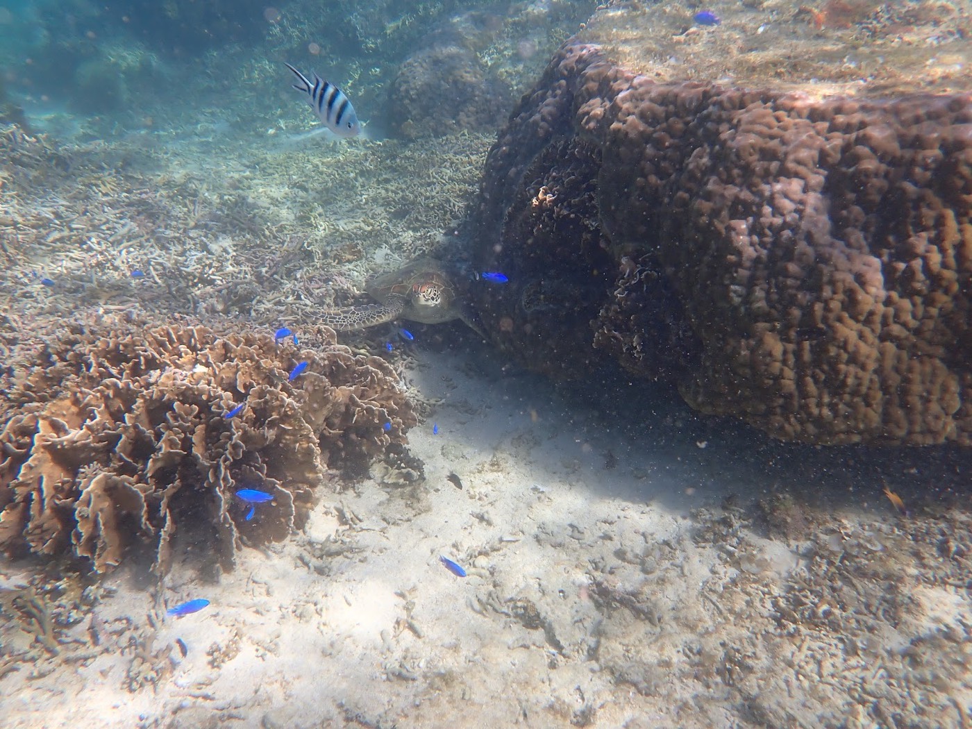 水中でウミガメと泳ぐ担当の池田とシュノーケルを楽しむ参加者たち