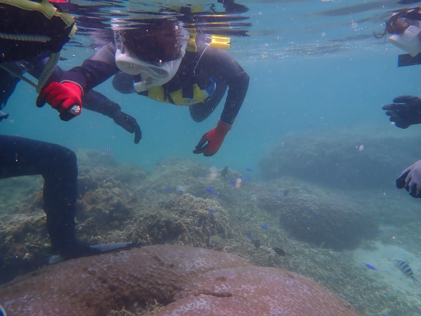 水中を漂いながらサンゴや魚を観察する参加者とガイド