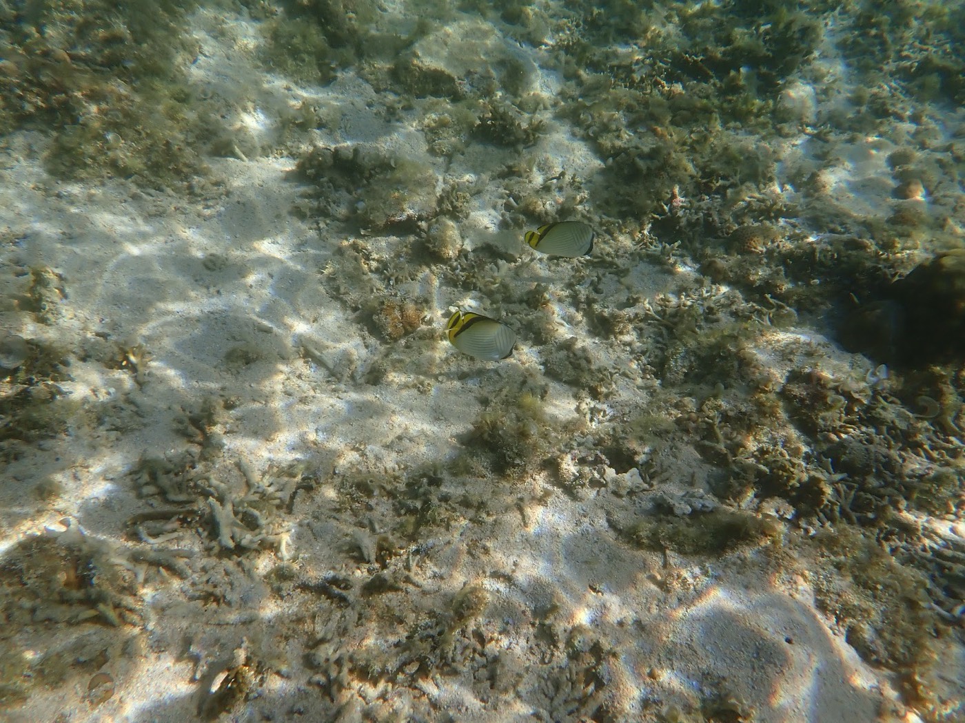 複数のサンゴの塊の周りを、縞模様の魚が泳ぎ回る水中景観