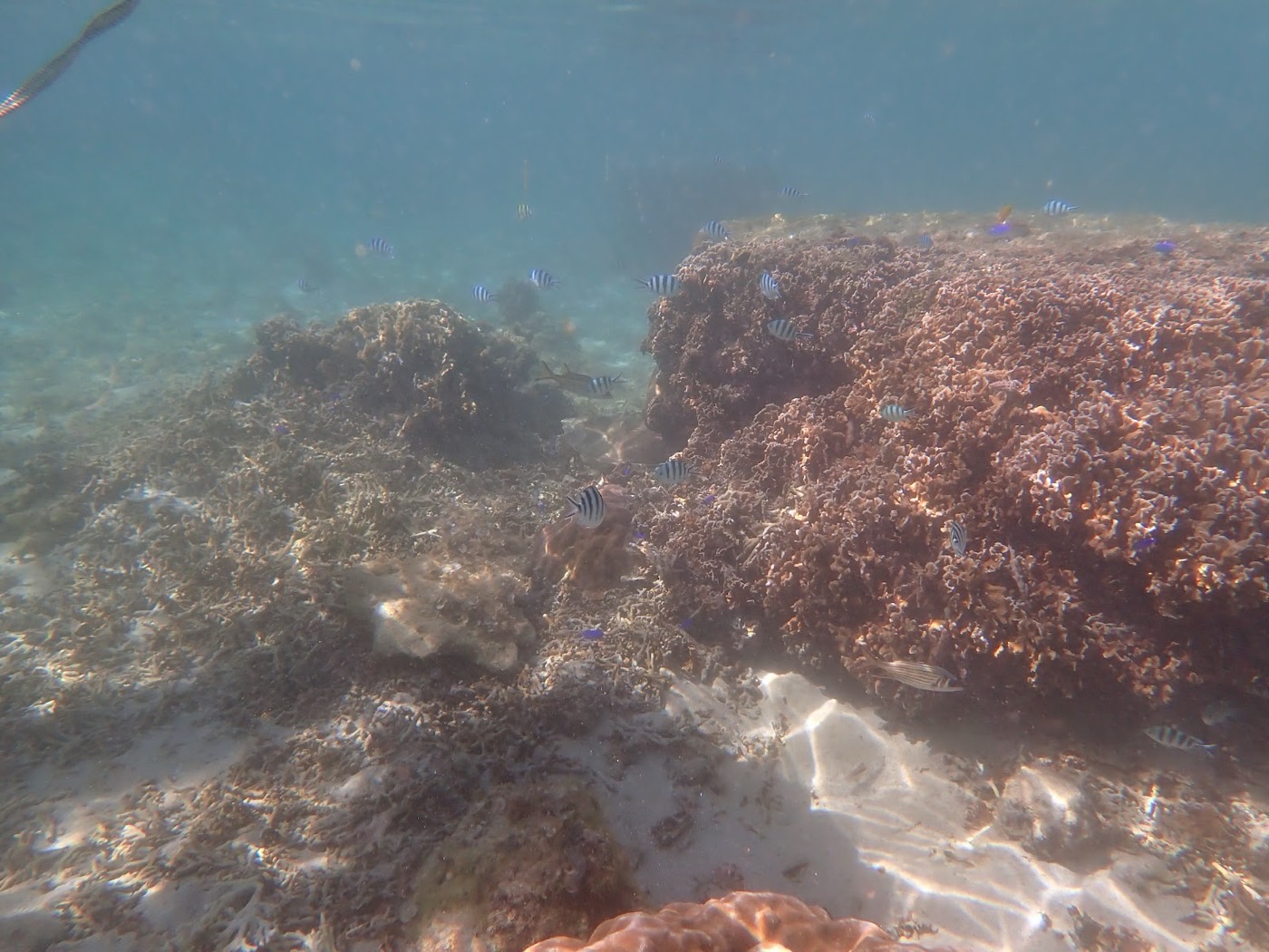 海底に広がる緑色の海藻とサンゴの多様な景色