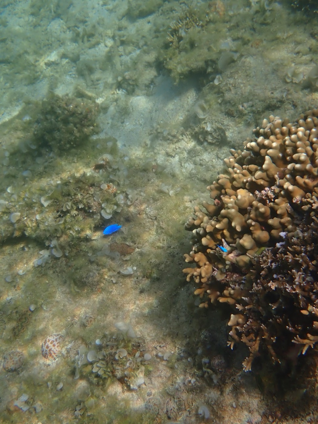 透明度の高い浅瀬でサンゴの塊と青い小魚が群れる天然水族感あふれる海中風景