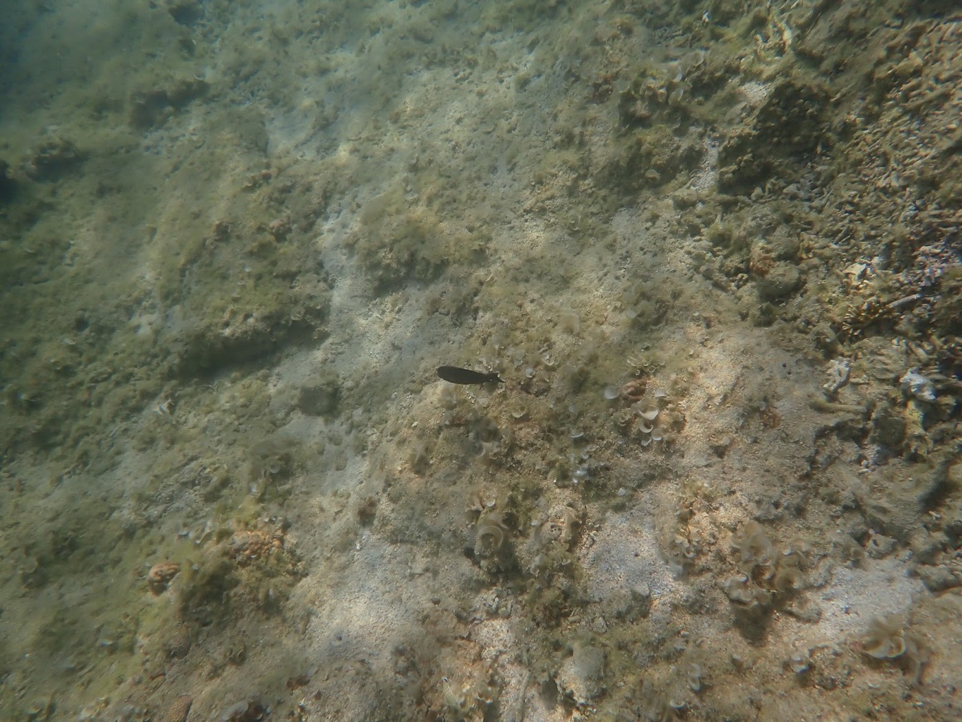 白い砂地が広がる浅瀬に小さな魚が一匹泳いでいる様子