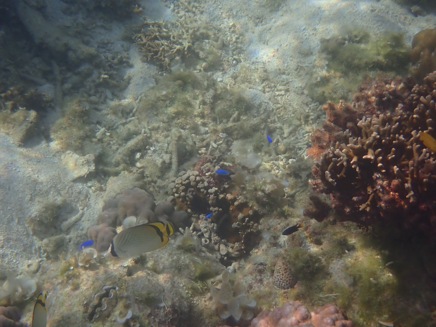 サンゴの根元を縞模様の魚が泳ぎ、周囲に小さな青い魚も見られる