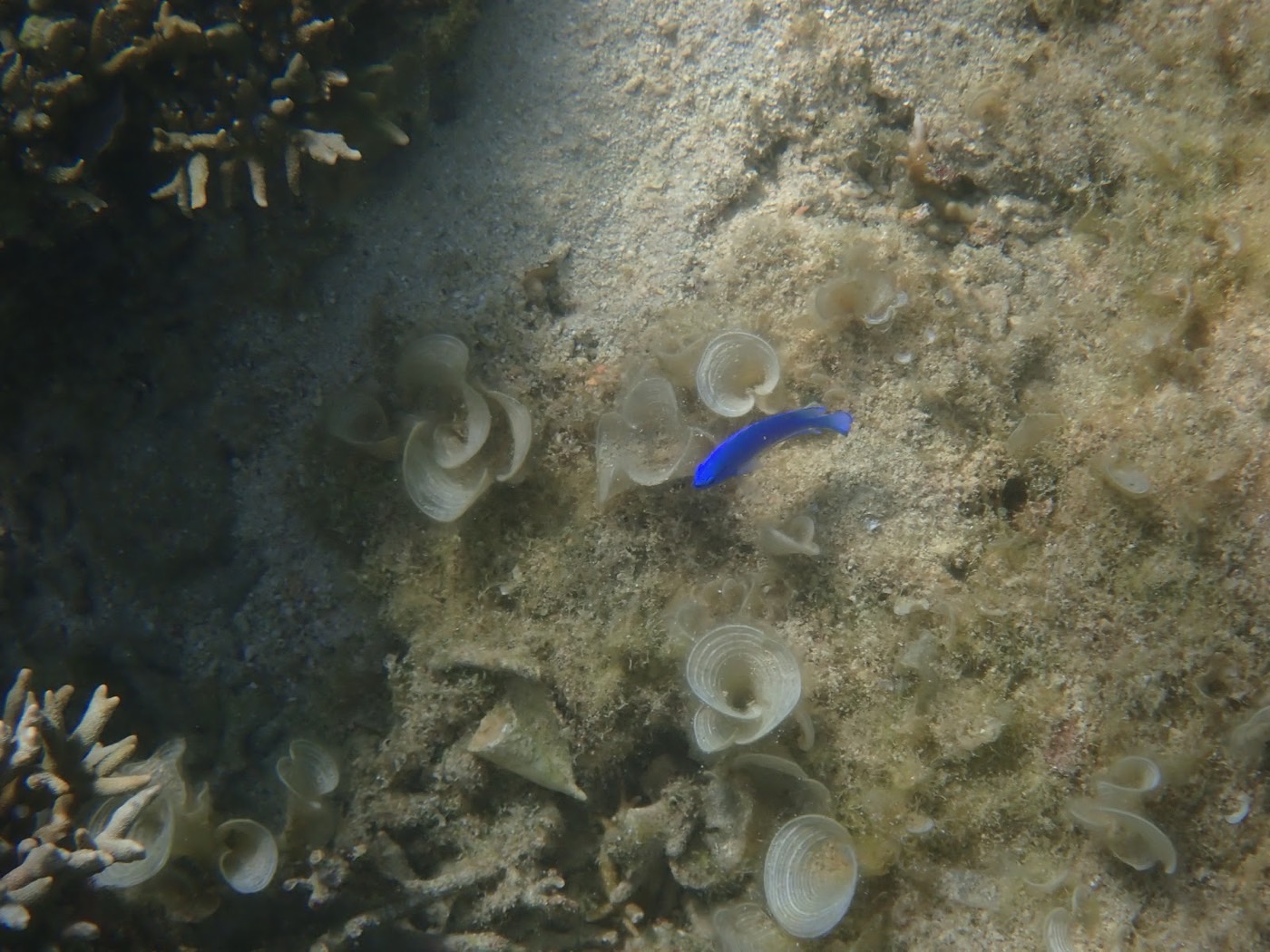 白い花のようなサンゴの間を鮮やかな青い魚が泳ぐ様子
