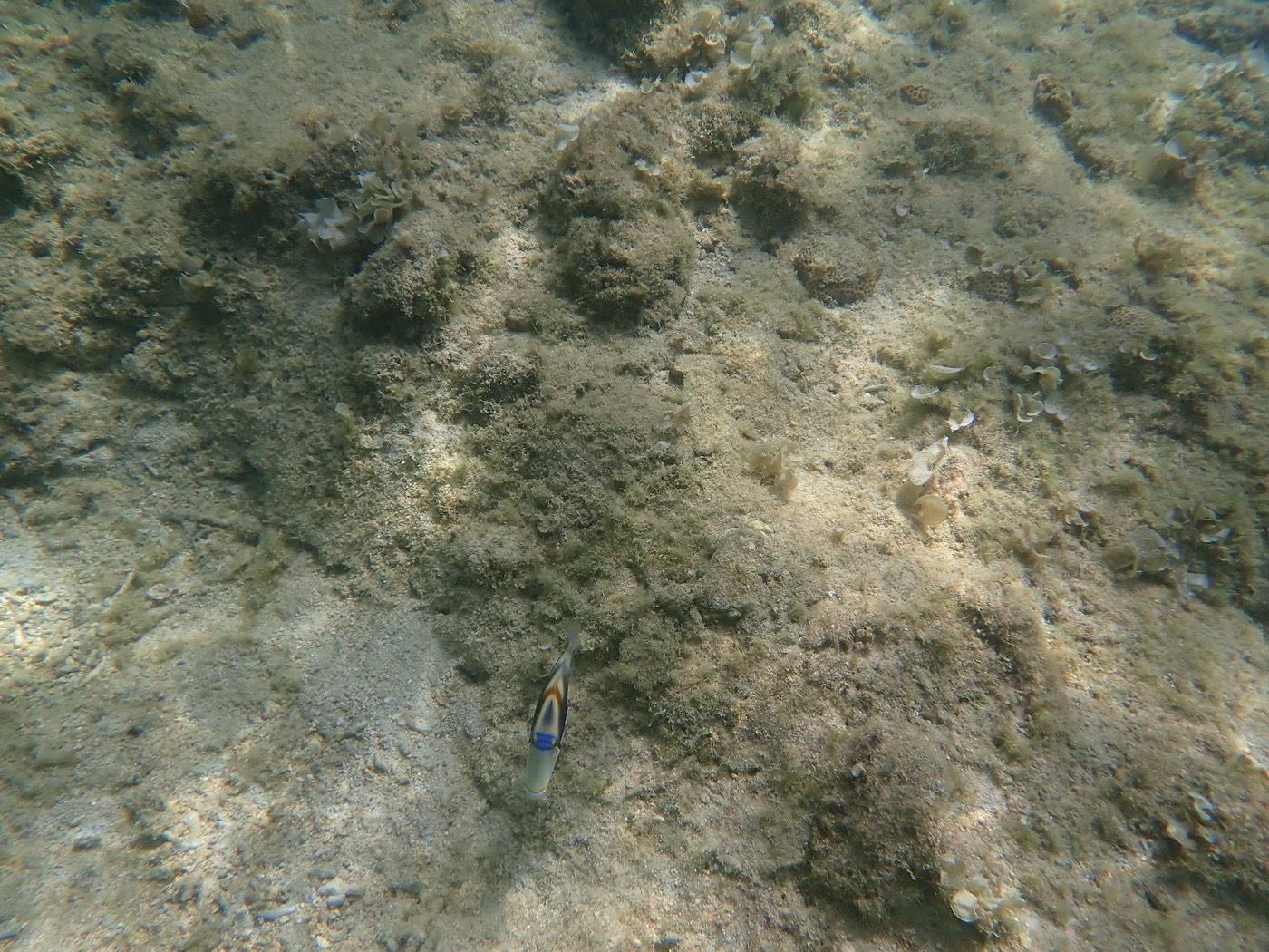 天然水族感で紹介する、ある岩場の海底と小さな魚一匹の水中風景