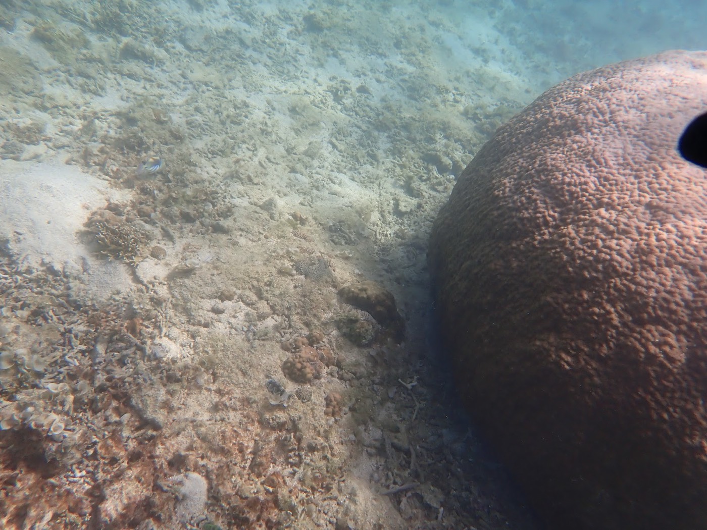 大きな丸いサンゴの周りを小さな魚が泳ぐ水中の様子