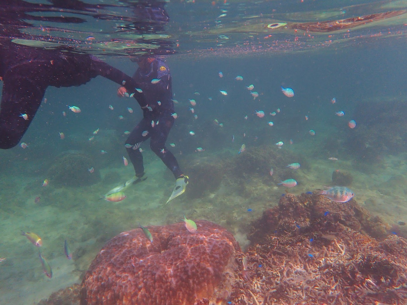 水面近くを並んで泳ぐ複数の参加者と周囲を泳ぐ魚