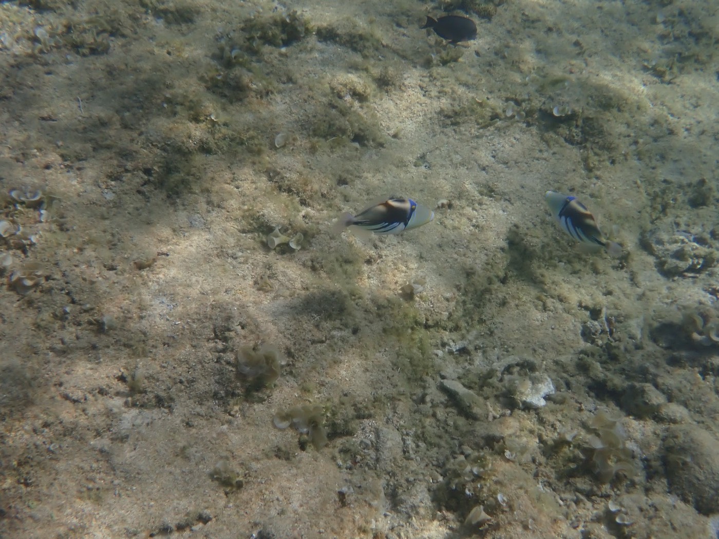 砂地の海底を2匹の縞模様の魚がゆっくりと泳ぐ様子