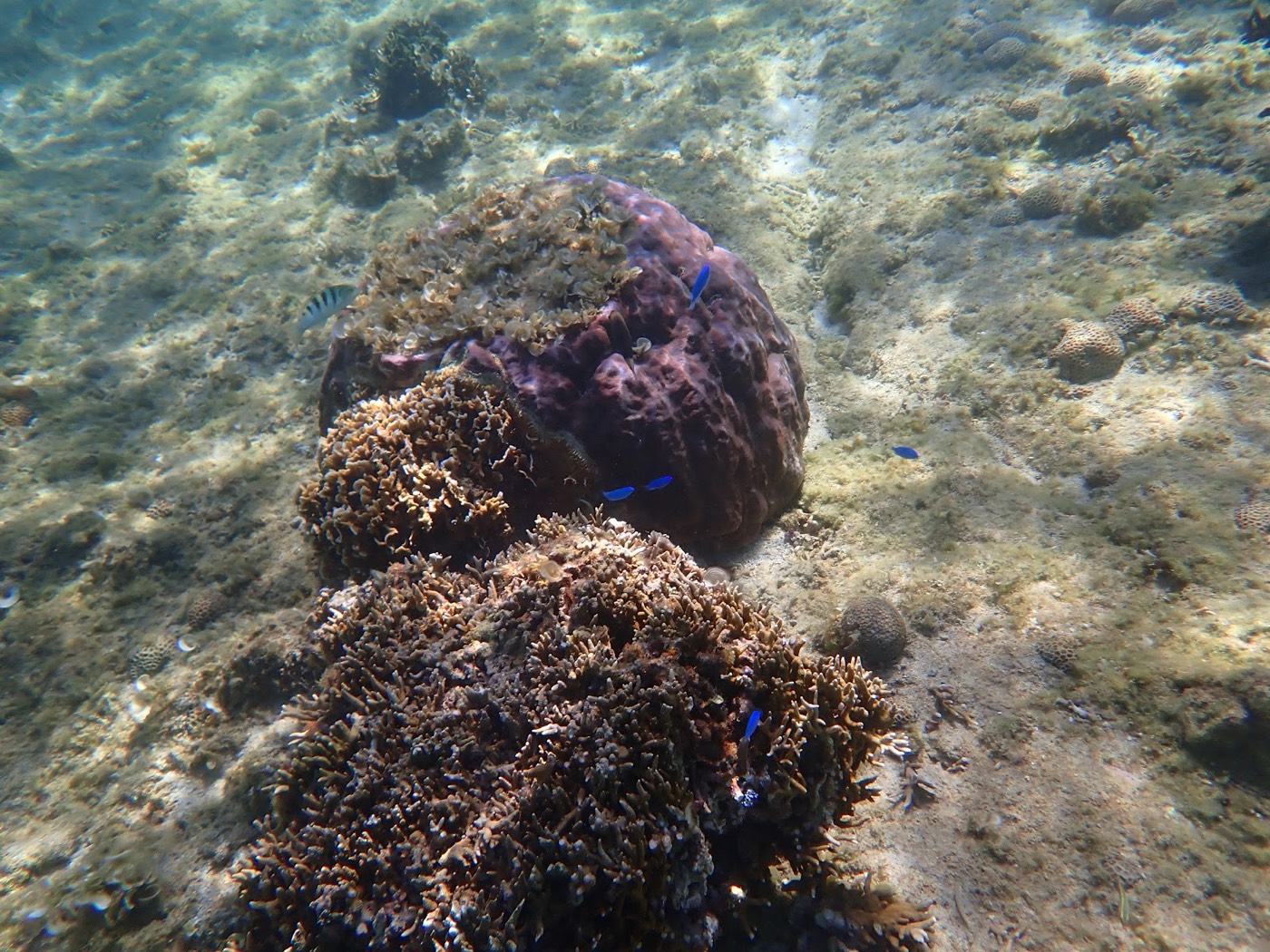 海底の大きな岩とサンゴの間に、小さな青い魚が数匹泳ぐ様子