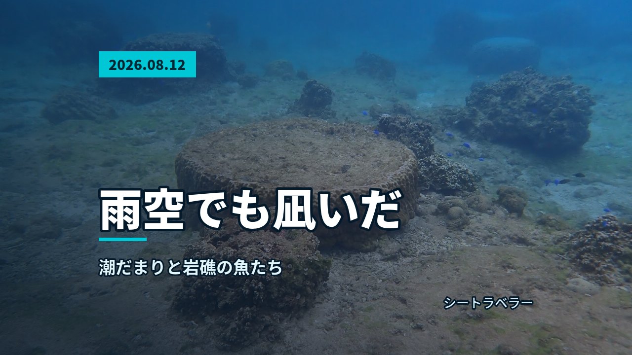 円形の岩礁や複数の岩塊が広がる明るい海底に魚が一匹泳ぎ、海中風景