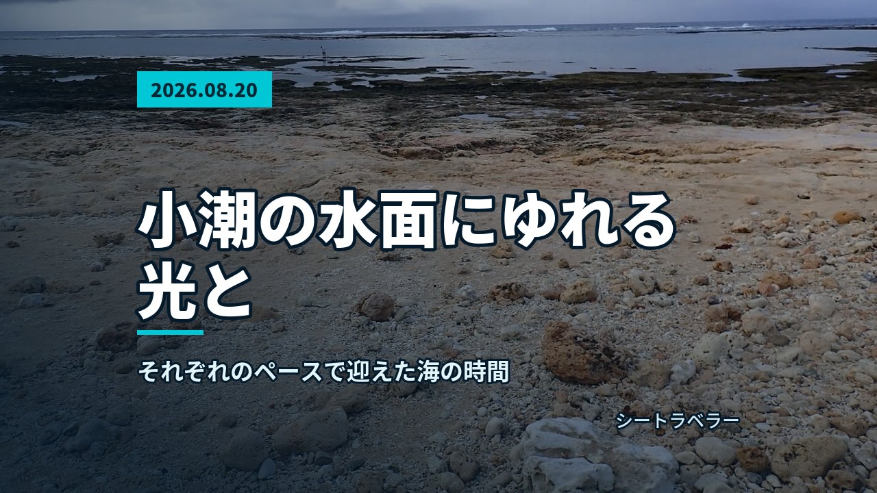 ウミガメの近くを泳ぎながら観察する参加者と透明度の高い海