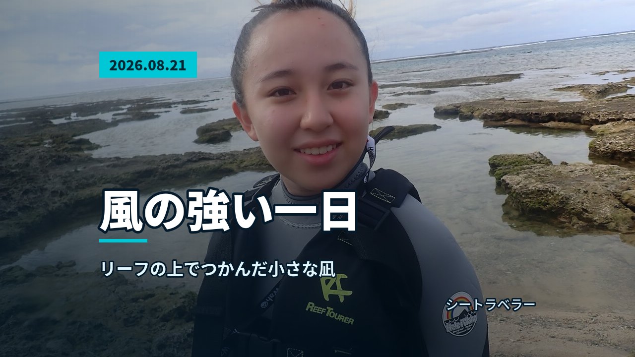 水底のウミガメと水面近くを泳ぐ参加者