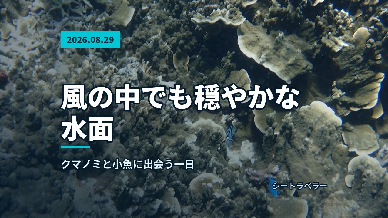 テーブルサンゴと青い魚が並ぶ明るい海中の景色