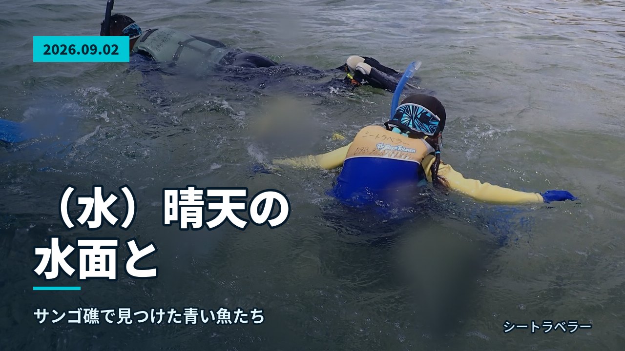 2026年9月2日(水)晴天の水面と、サンゴ礁で見つけた青い魚たち