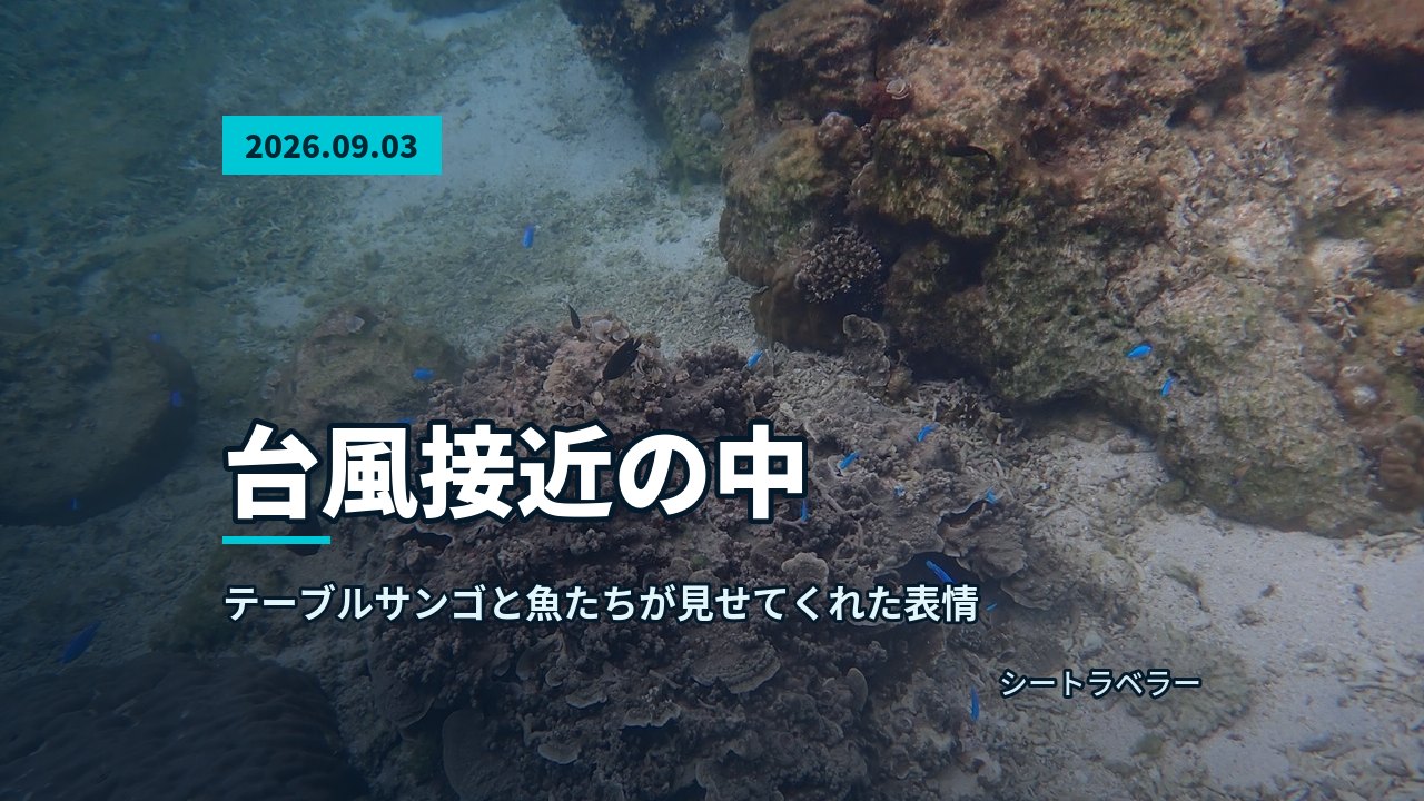 水面近くに大きく広がる丸型サンゴの群体