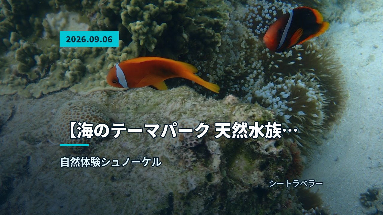 砂地の海底をゆっくりと泳ぐ大きな魚