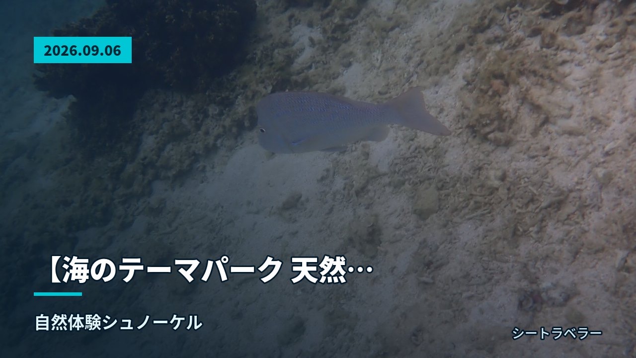 【海のテーマパーク 天然水族感】2026年9月6日(日)雨の水面の下、サンゴとイソギンチャクに寄り添う魚たち