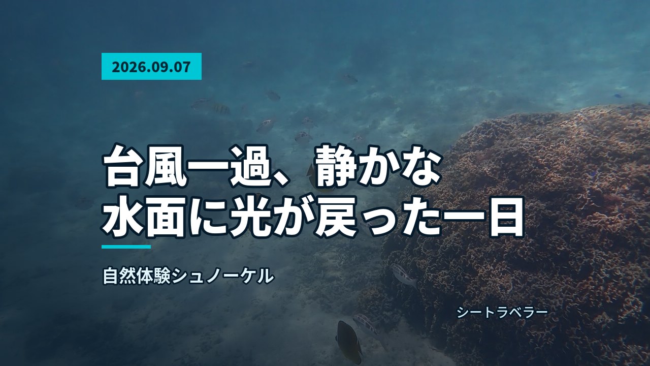 青い熱帯魚が群れをなして泳ぐサンゴ礁の海中景観