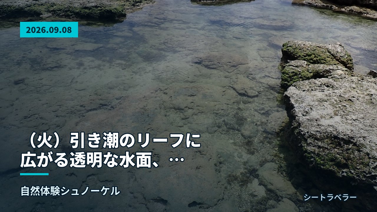 2026年9月8日(火)引き潮のリーフに広がる透明な水面、ウミガメも顔を出した一日