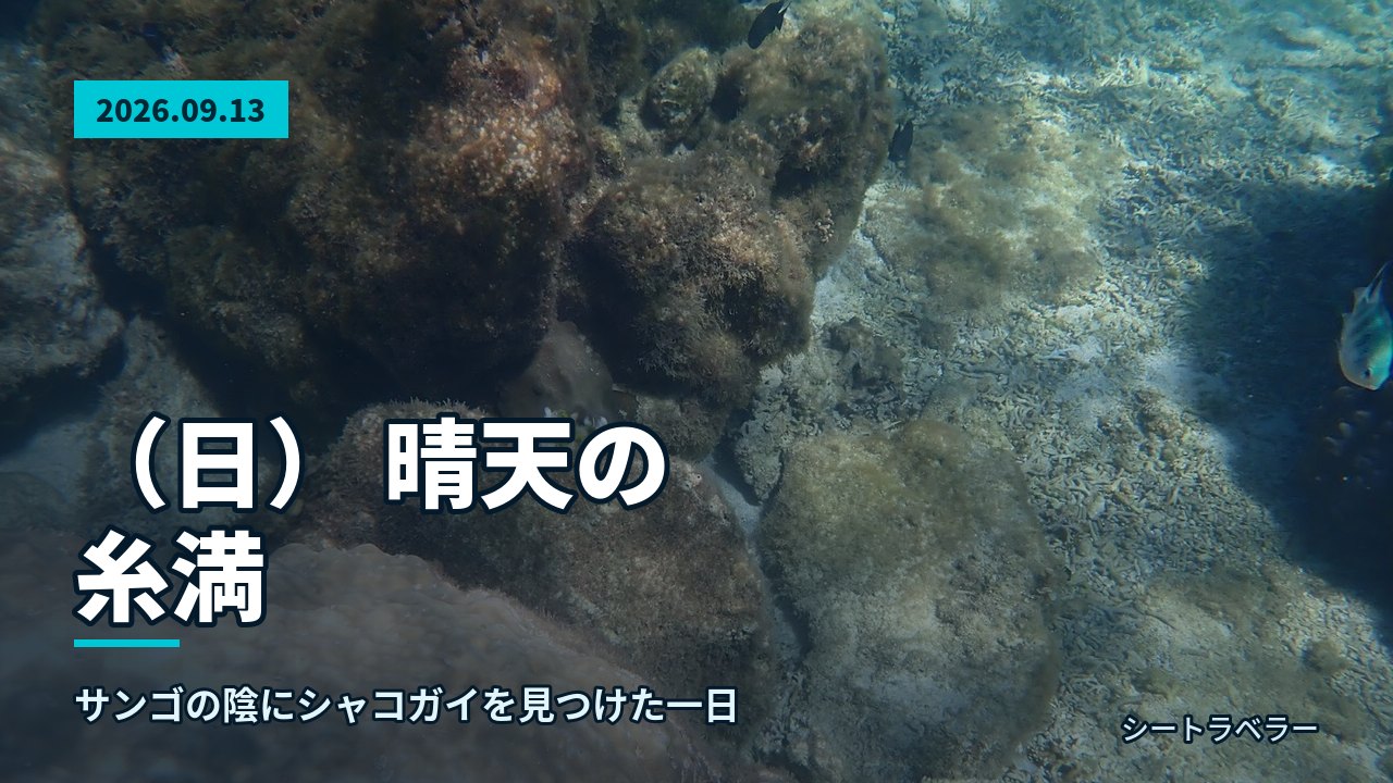 2026年9月13日(日) 晴天の糸満、サンゴの陰にシャコガイを見つけた一日