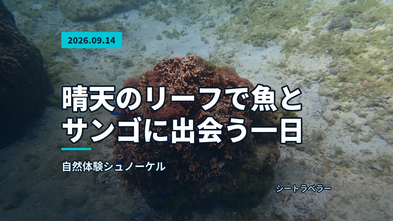 水底の海藻の上を泳ぐウミガメの姿