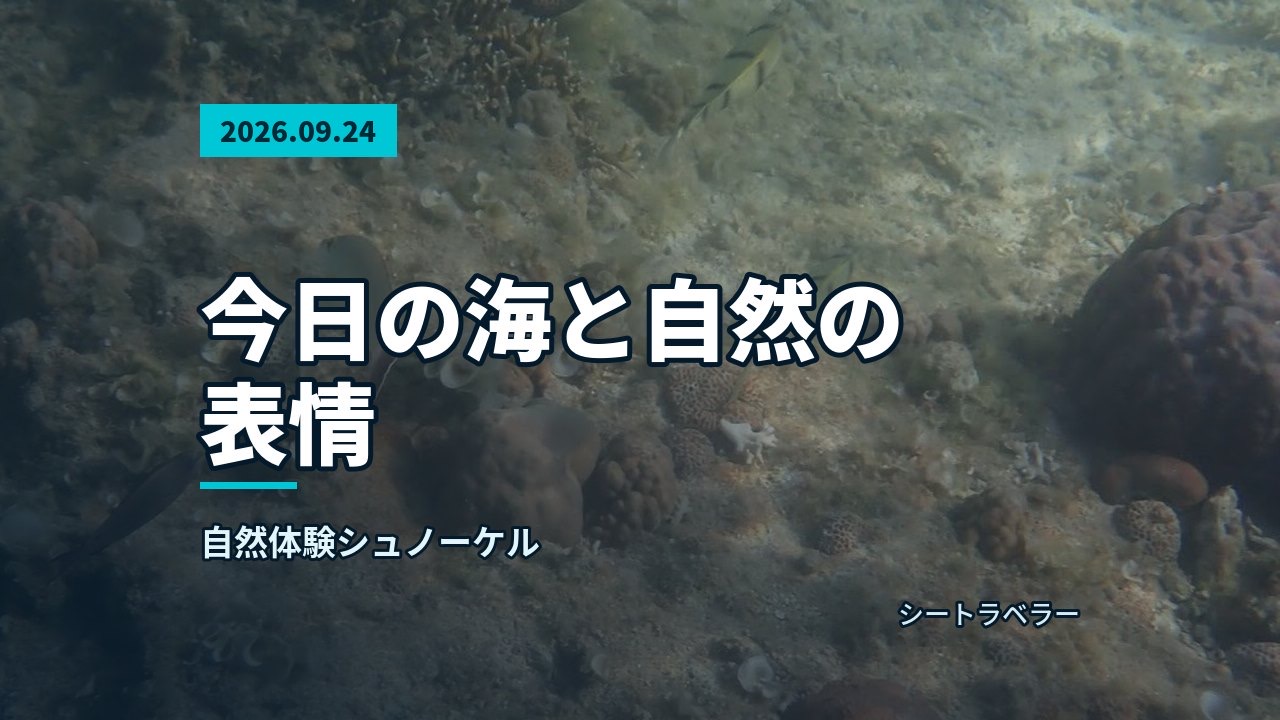 今日の海と自然の表情