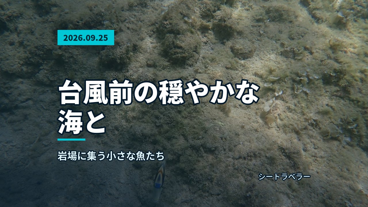 2026年9月25日(金)台風前の穏やかな海と、岩場に集う小さな魚たち