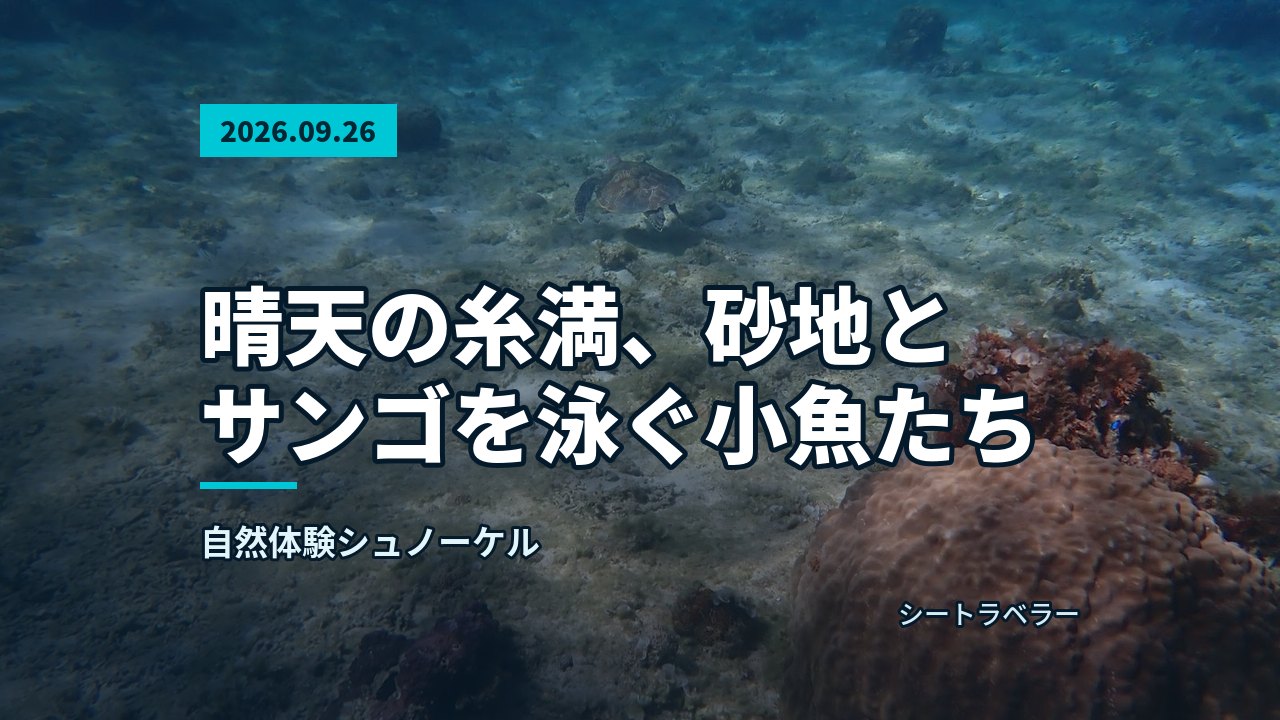 9月26日 晴天の糸満、砂地とサンゴを泳ぐ小魚たち