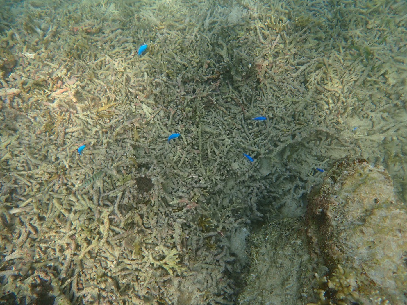 水中のサンゴ礁の上を泳ぐ複数の青い小魚